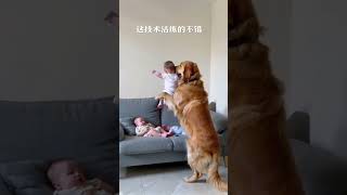 Golden retrievers with babies have never made their owners worry know [upl. by Cecilla]