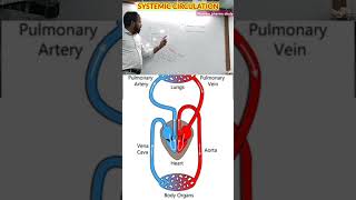 Systemic Circulation [upl. by Silden714]