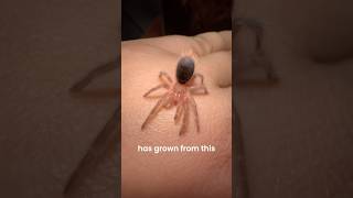 Growth of my pet Tarantula 📈🕸️ spider insects pets wildlife [upl. by Navnod]