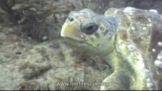 Loggerhead Sea Turtle Nesting Season [upl. by Khan]