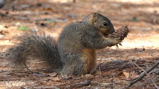 Chunky Fox Squirrel inspects Pine cone [upl. by Nnaycnan]