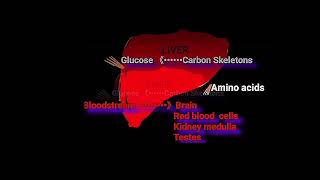 Metabolic Misconceptions About Dietary Protein Metabolism Made Easy [upl. by Peppel]