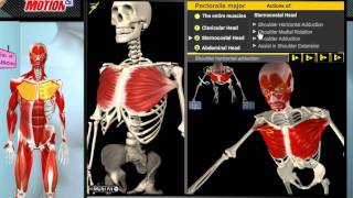 How the Muscles Work 3D Anatomy amp Diagrams [upl. by Furiya]