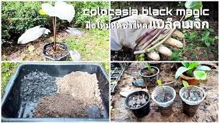 Colocasia black magic มือใหม่หัดชำไหลแบล็คเมจิก [upl. by Emalia338]