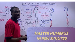 MASTER HUMERUS IN MINUTES [upl. by Johm]