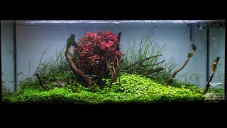 Nature aquarium Aquatlantis VOLGA 240 Rataj workshop [upl. by Cormick]