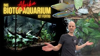 Fische für das fertige Afrika BiotopAquarium  Algenfresser aus Afrika  Seltene Leuchtaugenfische [upl. by Galina405]