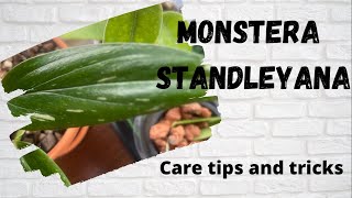 Monstera Standleyana Care TipsMonstera Standelyana General CareMonstera Standelyana Propagation [upl. by Joni971]