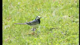 White Wagtail a patient hunter HQ  Bergeronnette Grise un patient chasseur Motacilla Alba [upl. by Oryaj]