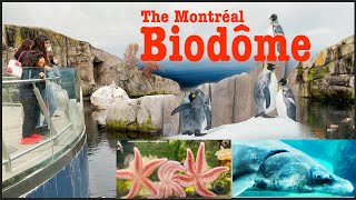 The Montréal Biodôme complete whats in Biodome [upl. by Gnep]