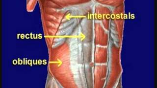 Mechanism of cough reflex [upl. by Waltner866]