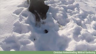 Rottweiler catches a field mouse [upl. by Yniatirb]