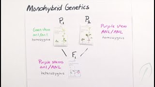 Heredity Monohybrid Inheritance [upl. by Gothart]