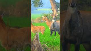 Nilgai Ka Video animals nilgaijumping nilgai wildlife jungle villagelife sainadi [upl. by Jos]