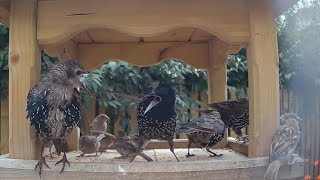 Starling birds and house sparrows feeding on the garden bird table [upl. by Bianka]