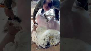 Satisfying Sheep Wool Cutting ✂️ sheepfarming farmlife sheepshearer [upl. by Nagoh892]