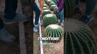 Cactus farming in china shorts science [upl. by Enuj]