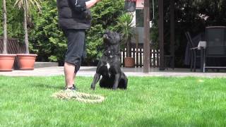 Cane Corso Wurfplanung Alice amp Paolo [upl. by Ciaphus]