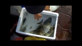 Ikan Tudung Periuk at Bedok Jetty [upl. by Lekzehcey]