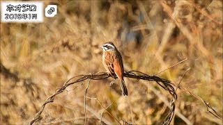 ホオジロ Meadow Bunting Emberiza cioides [upl. by Omura313]