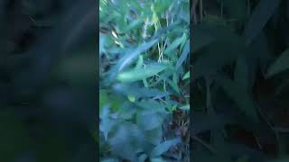 Tall grass quadrobics POV therian quadrobics pov quadrobicspov fyp nature tallgrass woods [upl. by Meihar]