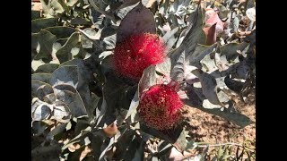 Eucalyptus macrocarpa Mottlecah [upl. by Diantha672]