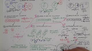 eSVT La réaction immunitaire adaptative ou acquise  la RIA [upl. by Tarah255]