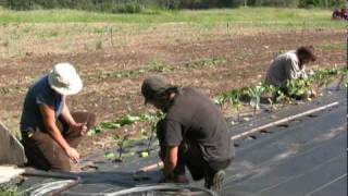 What Is Biodynamic Farming [upl. by Eisse108]