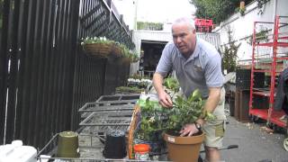 Tonys Tips  How to repot a Gardenia [upl. by Lower]