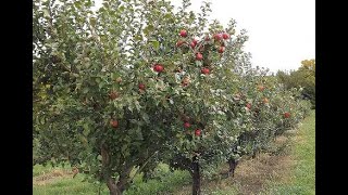 Fruit Trees on the Homestead [upl. by Anaila916]