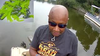 CRAPPIE FISHING WITH THE HOTTEST 1 5 COLOR AND 9 FT YAANNK STIK  A 6LBS GUEST CRAPPIE FISHING [upl. by Aleafar]