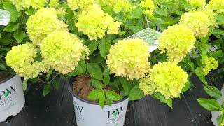 Hydrangea Little Lime®  STUNNING⭐️POPULAR Easy to Grow Panicle Hydrangea from Proven Winners® [upl. by Arlynne]