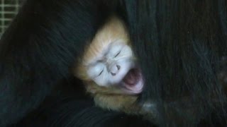 Mums Look After New Born François Langur Monkey [upl. by Kcirdneh]