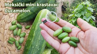 Meksički mini krastavac  Cucamelon  Melothria scabra [upl. by Richer294]