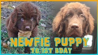 INSANELY CUTE Newfoundland Puppy to 1st Birthday  Newfventures [upl. by Atiruam213]