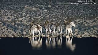 Burchells zebras having a drink [upl. by Enehpets]