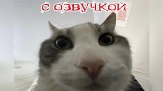 ПРИКОЛЫ С КОТАМИ Смешное видео с котами С ОЗВУЧКОЙ Смешные животные [upl. by Kendall]