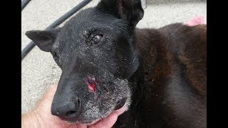 RATTLESNAKE BITE  3DAYS LATER  SKIN FALLING OFF  15YEAROLD DOG  SAN MARCOSTX [upl. by Uriia]