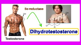 dihydrotestosterone [upl. by Crofton152]