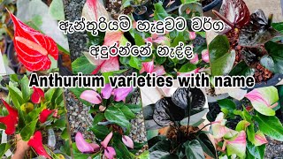 Anthurium varieties with name  Anthurium wagawa sinhala  මල් හැදුවට වර්ග අදුරන්නේ නැද්ද hishi [upl. by Illyes]