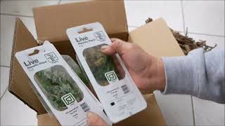 unboxing microsorum narrow leaf pour mes bacs [upl. by Bull]