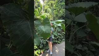 Found this giant Xanthosoma at the Botanic Gardens Sydney 😍 [upl. by Dafna931]