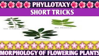 short tricks of phyllotaxy examples trick for morphology of flowering plants Biology tricksNEET [upl. by Ahsiemac]