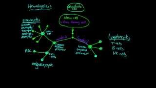 Lesson Hematopoiesis [upl. by Eleonore]