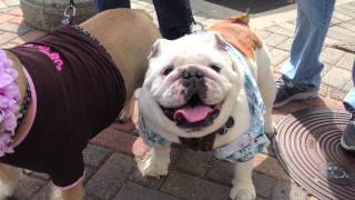 We Found Otis the Bulldogs Biological Brother Today [upl. by Okuy]