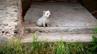 West Highland White Terrier Westie Bobby Rainy walk [upl. by Fredi834]