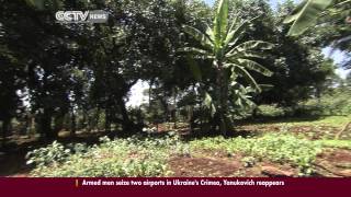 Intensive Agriculture and Agroforestry in Kenya [upl. by Ellenwad]