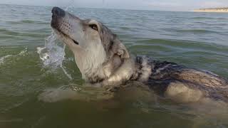 Saarlooswolfhunde schwimmen im Meer [upl. by Michail888]