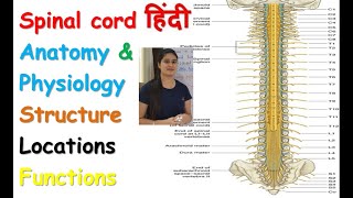 Spinal Cord Anatomy and Physiology in Hindi  Part  1  Structure  Locations  Functions [upl. by Aklim]