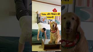 🐕Tobo ने की चिकन की सफाई  mini wood toy  woodworking art skills  hand crafts shorts pets [upl. by Ynattir]